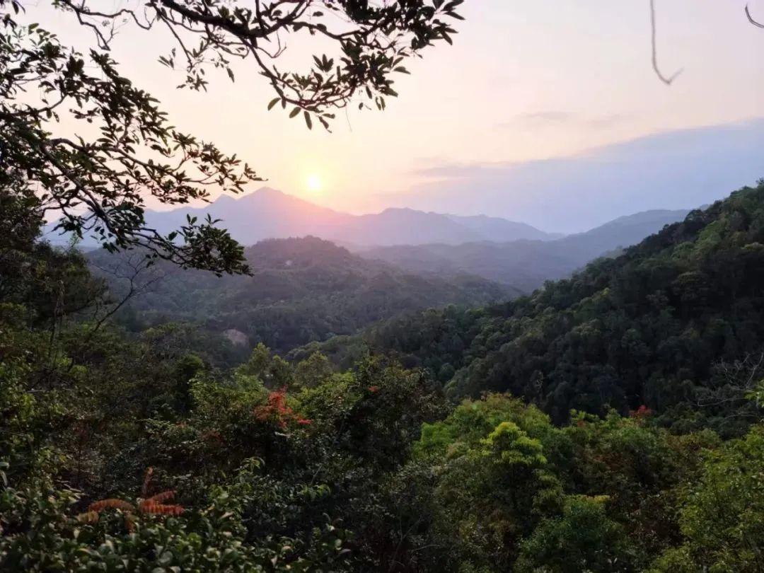 穿山甲养殖技术视频_致富经养殖穿山甲视频_穿山甲的养殖前景