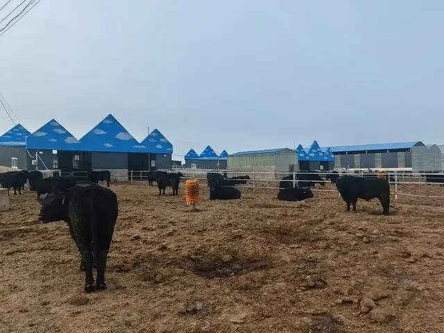 肉牛养殖增收致富_致富经肉牛养殖场的视频_养殖肉牛赚钱吗