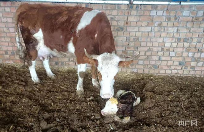 致富经肉牛养殖场的视频_养殖肉牛赚钱吗_肉牛养殖增收致富