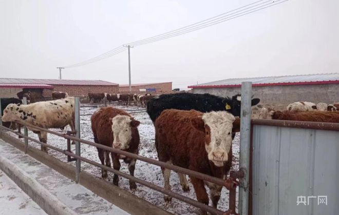 养殖肉牛赚钱吗_肉牛养殖增收致富_致富经肉牛养殖场的视频