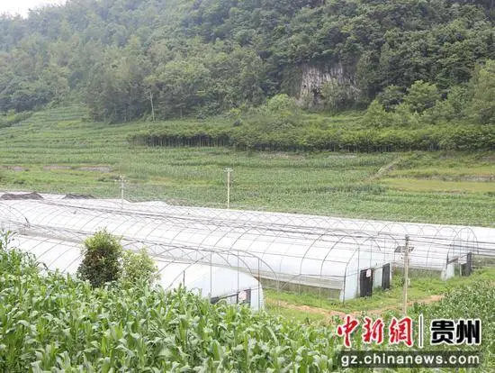 种植花卉致富机器_花卉致富种植机器图片_花卉致富种植机器视频