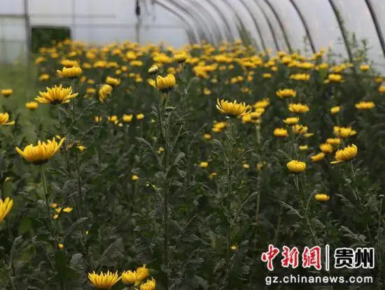 种植花卉致富机器_花卉致富种植机器视频_花卉致富种植机器图片