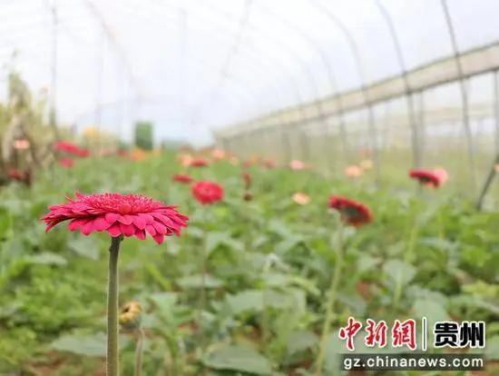 花卉致富种植机器图片_花卉致富种植机器视频_种植花卉致富机器