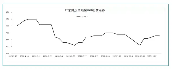 10亩塘赚了11万！他是怎么养好这条鱼的？