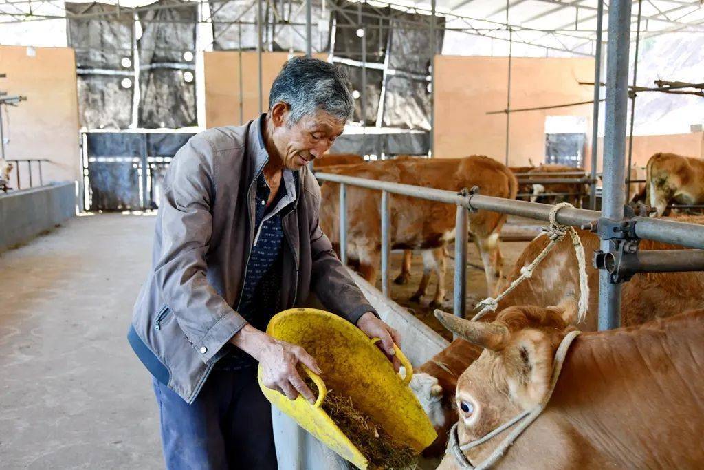 致富经肉牛养殖场的视频_肉牛养殖增收致富_养殖肉牛赚钱吗