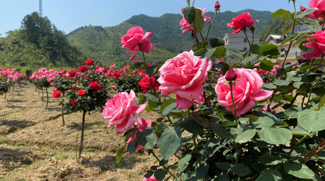 致富月季种植项目介绍_致富月季种植项目名称_月季种植致富项目