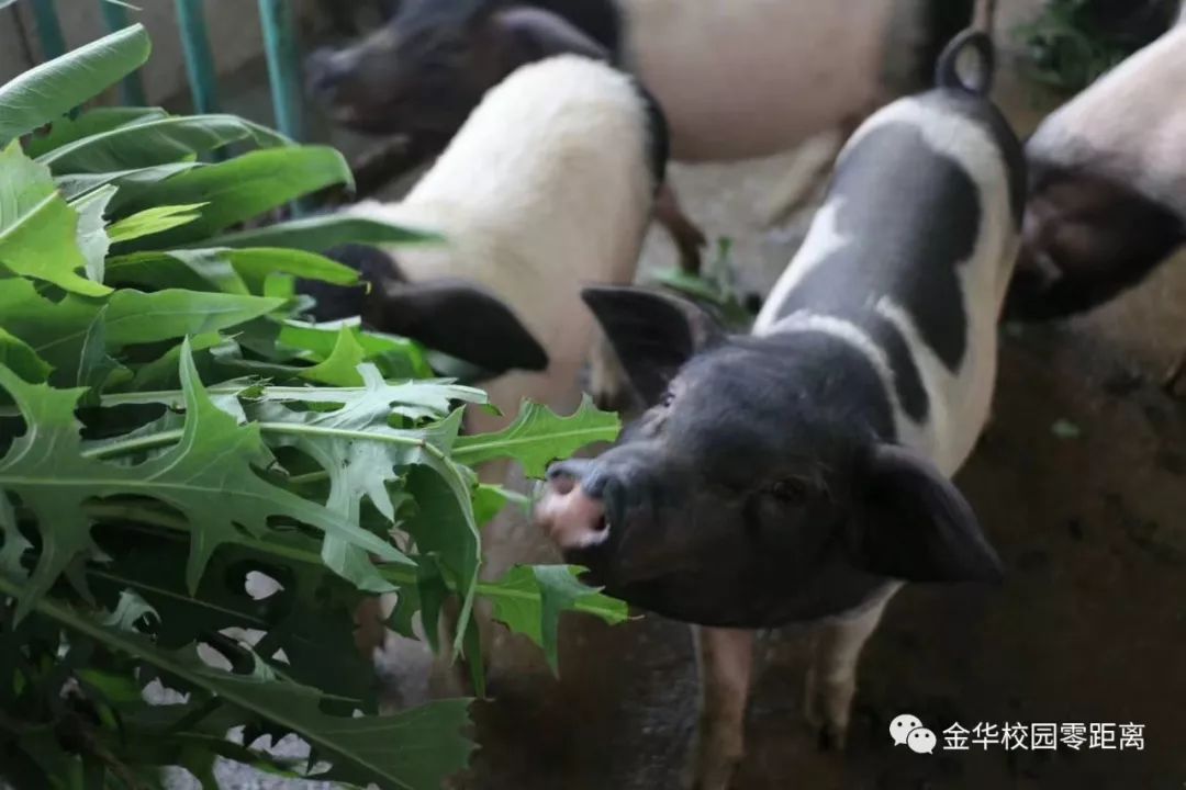 农广天地萝卜露地种植_农广天地夏萝卜种植技术_萝卜种植园