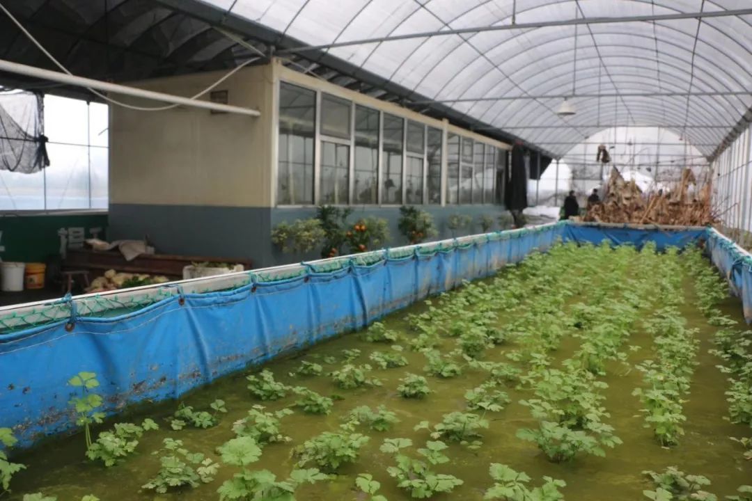 萝卜种植园_农广天地萝卜露地种植_农广天地夏萝卜种植技术