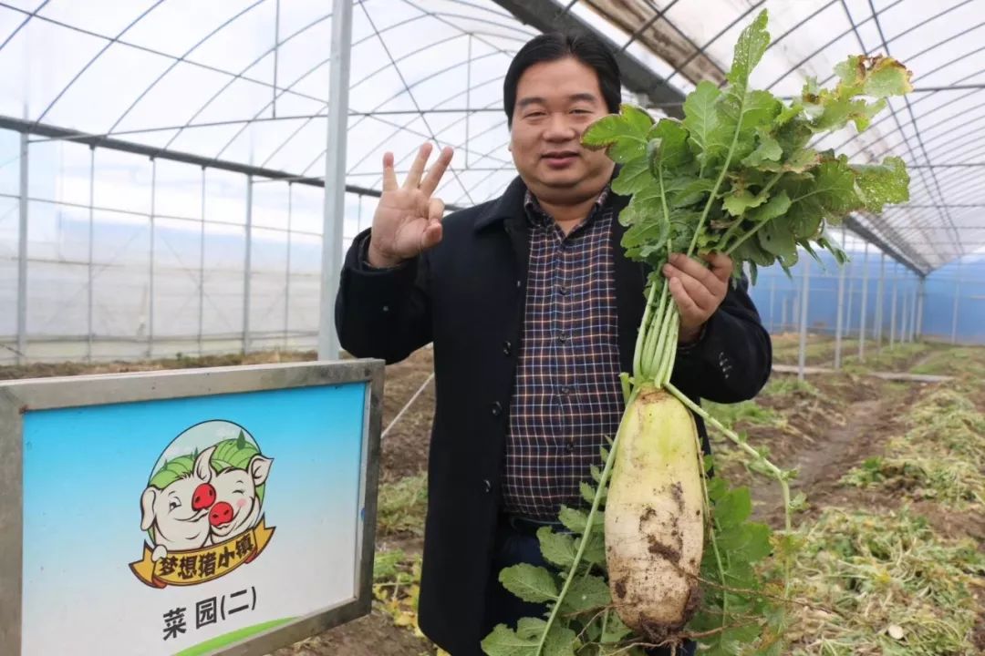 农广天地萝卜露地种植_农广天地夏萝卜种植技术_萝卜种植园