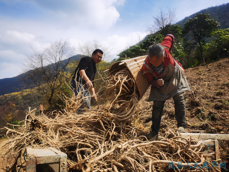 致富药材种植基地地址_致富 药材种植_致富药材种植基地在哪