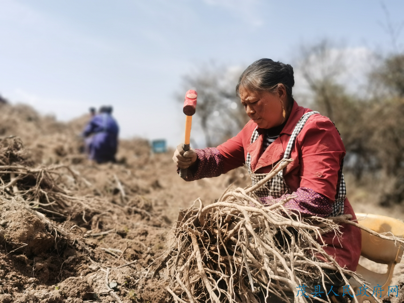 致富药材种植基地地址_致富 药材种植_致富药材种植基地在哪