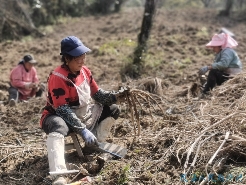 致富药材种植基地在哪_致富 药材种植_致富药材种植基地地址