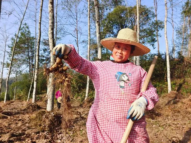 黄山三口镇：中药材种植成为致富“良药”