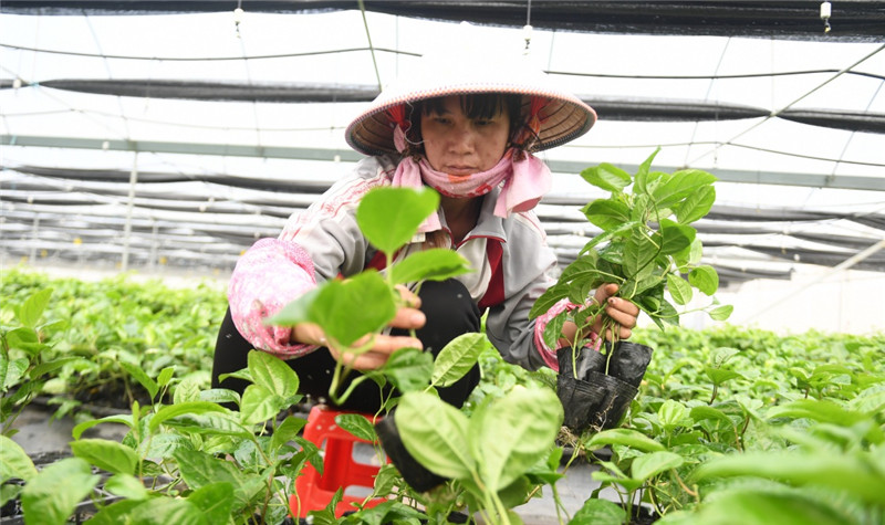 果实种植致富项目_致富果实种植项目介绍_致富经果树种植视频