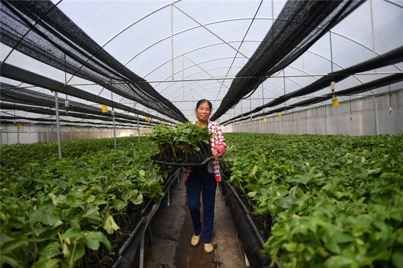 致富果实种植项目介绍_致富经果树种植视频_果实种植致富项目