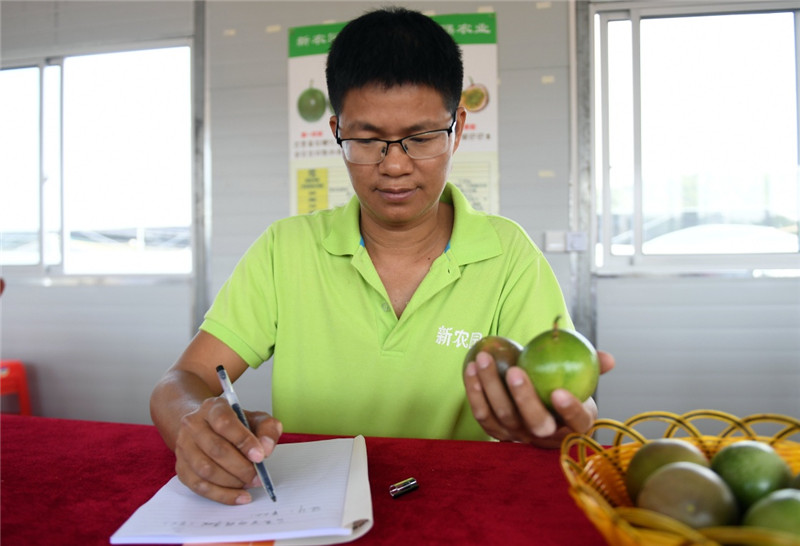 致富经果树种植视频_致富果实种植项目介绍_果实种植致富项目