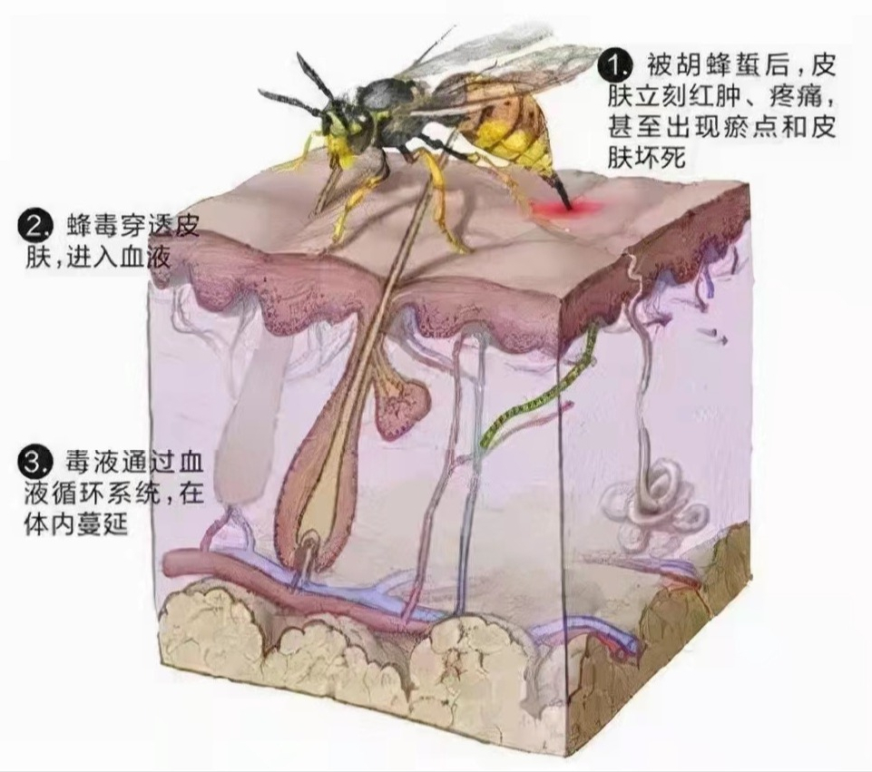 广西胡蜂养殖基地_广西胡蜂养殖技术公开_广西胡蜂养殖技术培训