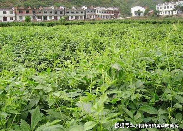 致富种植绞股蓝好不好_致富种植绞股蓝好吗_绞股蓝种植致富