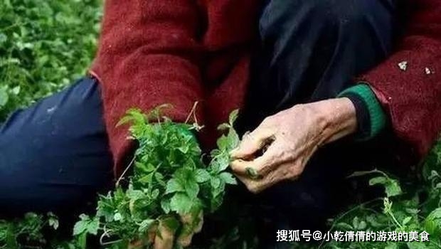 致富种植绞股蓝好不好_绞股蓝种植致富_致富种植绞股蓝好吗