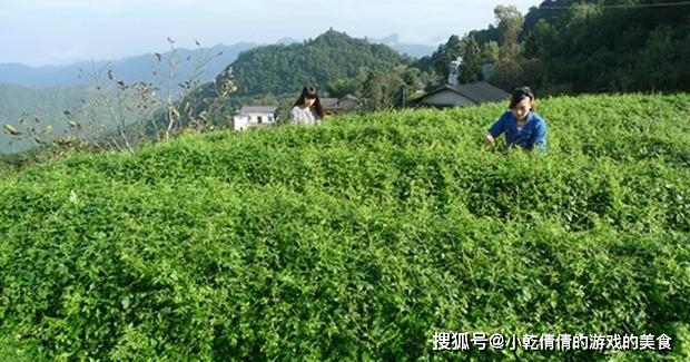 致富种植绞股蓝好不好_致富种植绞股蓝好吗_绞股蓝种植致富