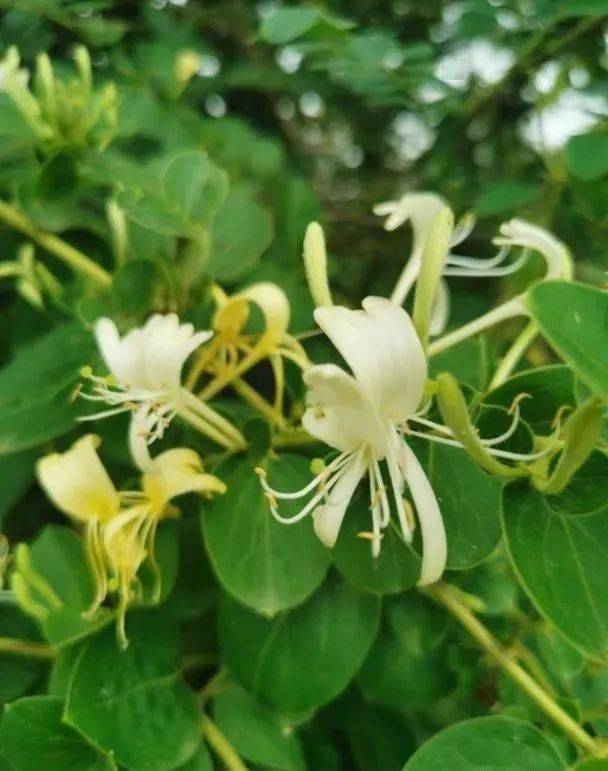 家里柠檬种植技术_柠檬种植家技术里有什么_柠檬种植家技术里是什么