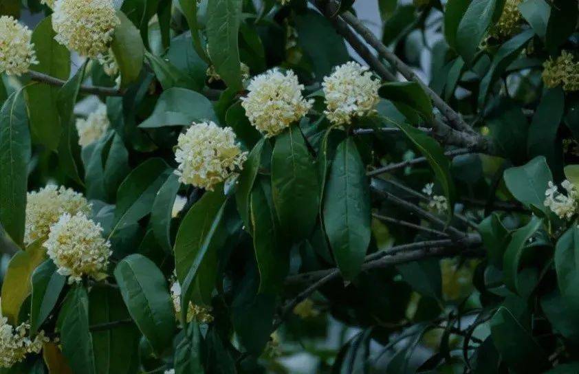 柠檬种植家技术里是什么_家里柠檬种植技术_柠檬种植家技术里有什么