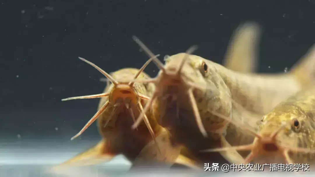 农广天地致富技术视频_农广天地致富经视平_致富经农广天地