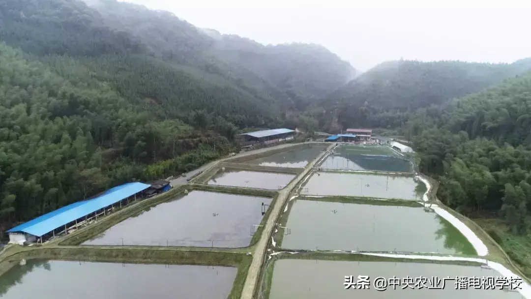 致富经农广天地_农广天地致富经视平_农广天地致富技术视频