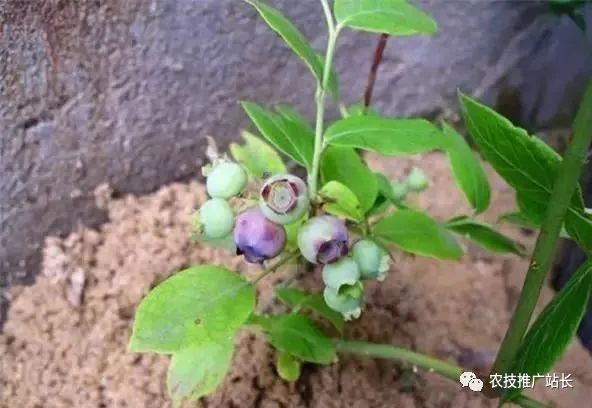 蓝霉种植枝术_蓝霉种植管理技术_蓝莓组织培养技术