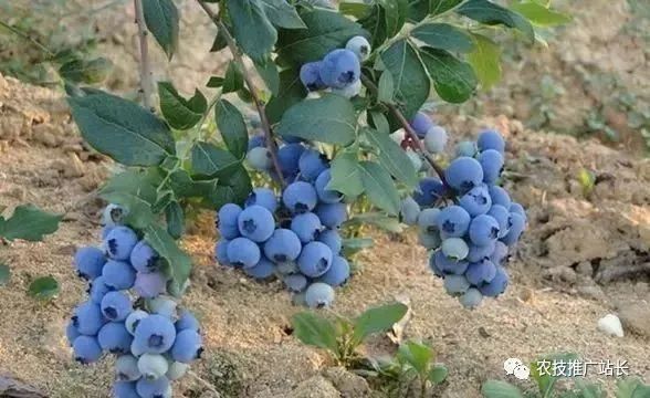 蓝莓组织培养技术_蓝霉种植管理技术_蓝霉种植枝术