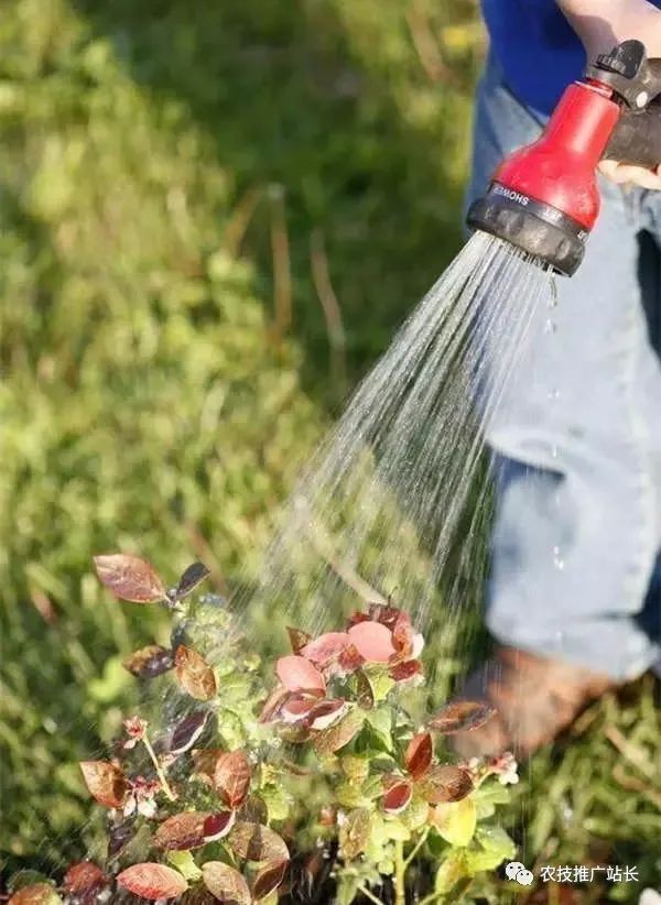 蓝霉种植枝术_蓝霉种植管理技术_蓝莓组织培养技术