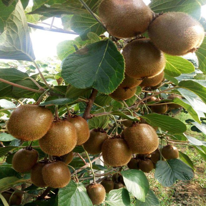 柠檬种植家技术里面是什么_家里柠檬种植技术_柠檬种植技术及日常管理