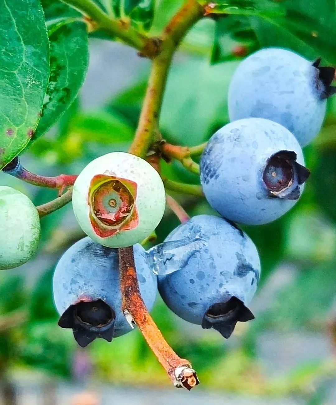 蓝莓组织培养技术_蓝霉种植管理技术_种蓝莓用什么微生物菌肥好