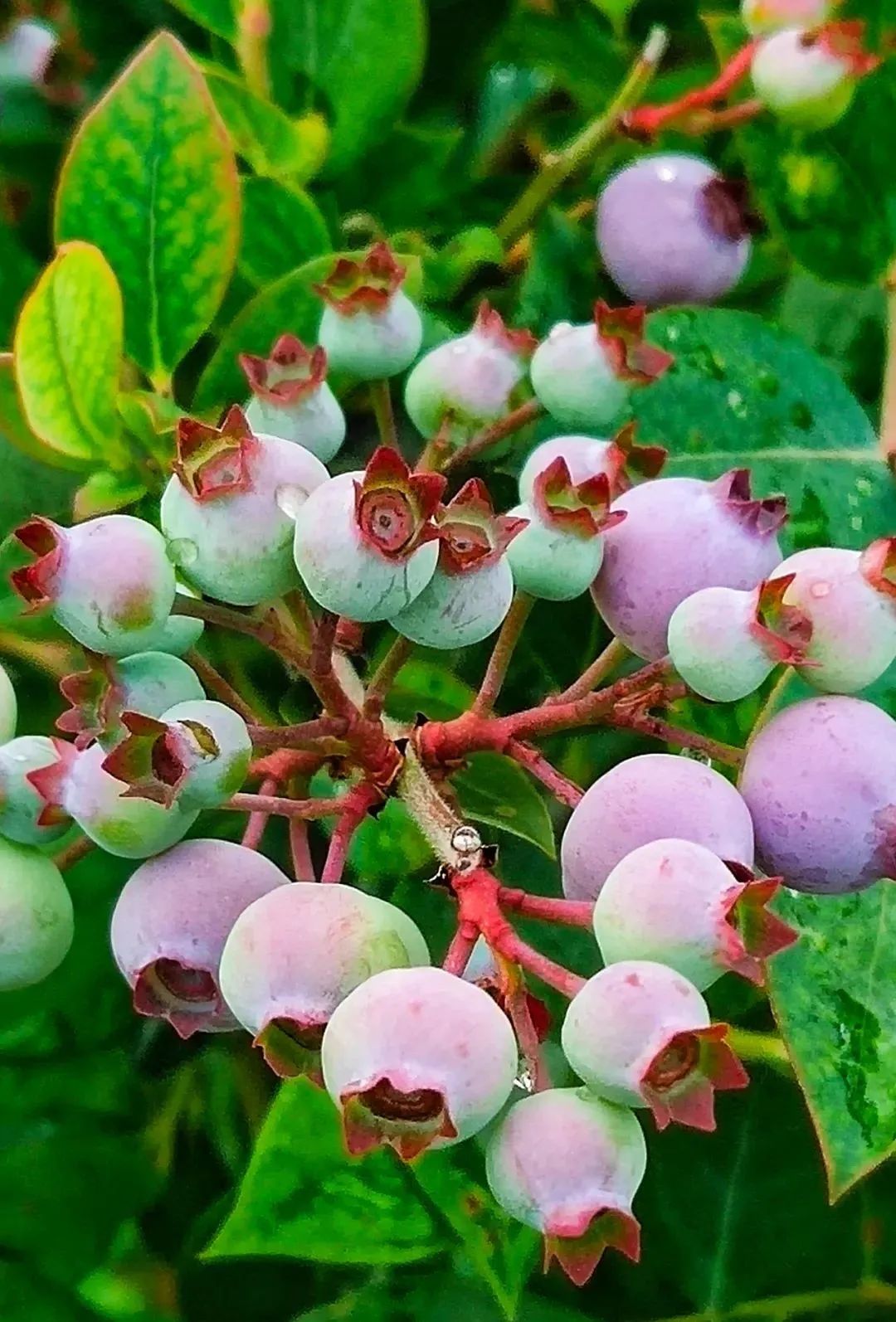 种蓝莓用什么微生物菌肥好_蓝莓组织培养技术_蓝霉种植管理技术