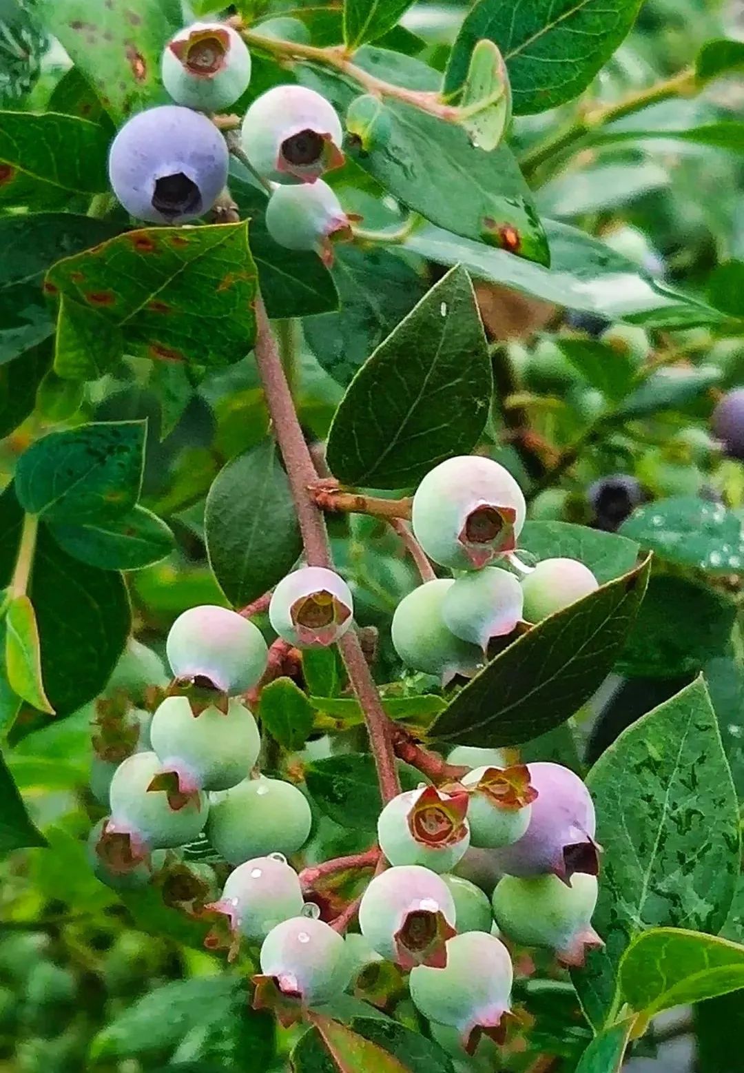 种蓝莓用什么微生物菌肥好_蓝霉种植管理技术_蓝莓组织培养技术