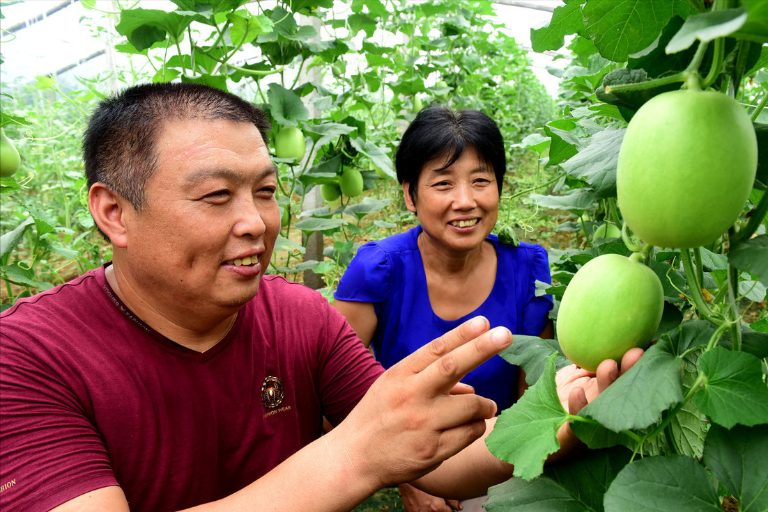 种植香瓜要什么技术_香瓜种植技术与管理_香瓜种植管理流程