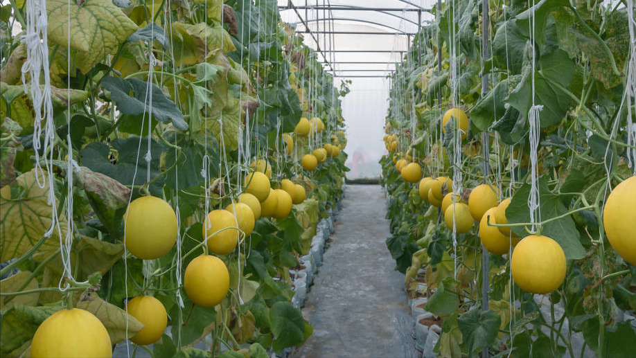 香瓜种植管理流程_种植香瓜要什么技术_香瓜种植技术与管理