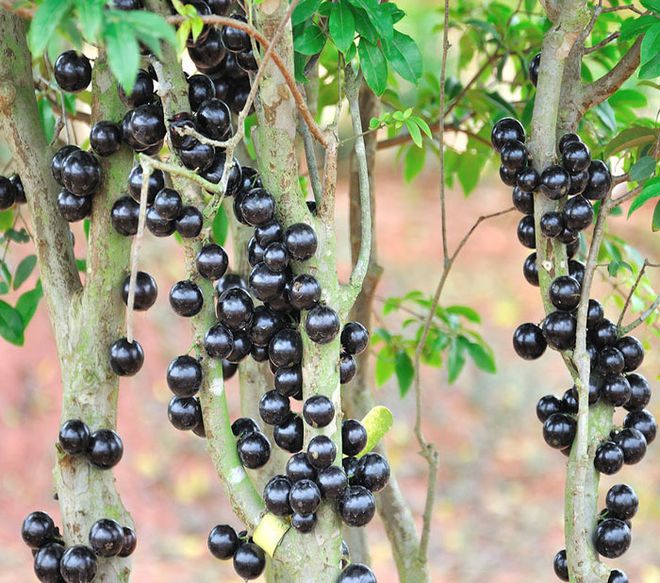 柠檬种植家技术里是什么_家里柠檬种植技术_柠檬种植家技术里面是什么