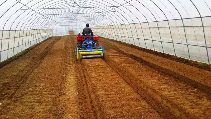 种植香瓜要什么技术_种植香瓜管理技术有哪些_香瓜种植技术与管理