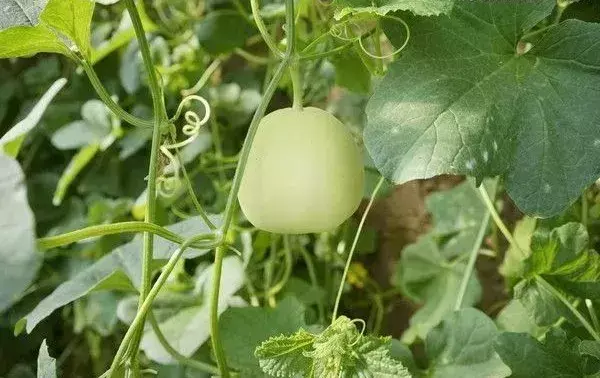 种植香瓜要什么技术_香瓜种植技术与管理_种植香瓜管理技术有哪些