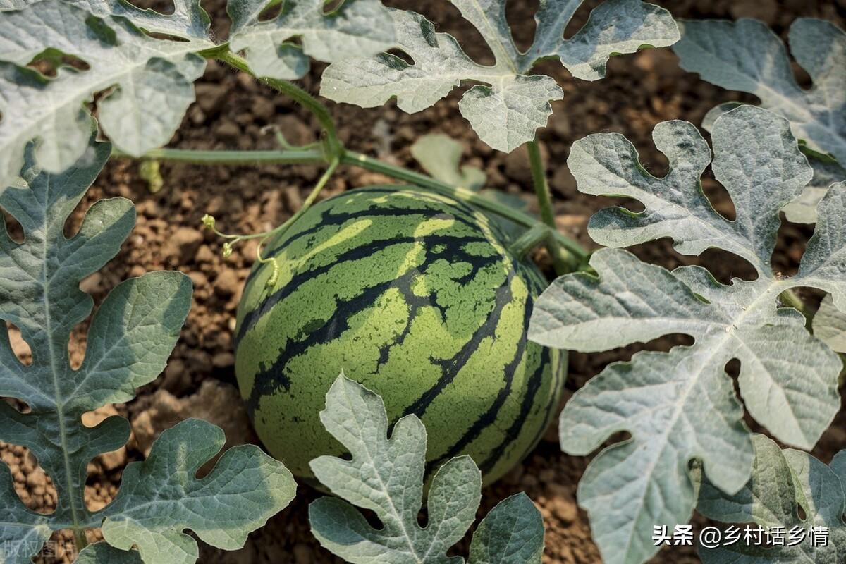 种植香瓜管理技术视频_种植香瓜要什么技术_香瓜种植技术与管理