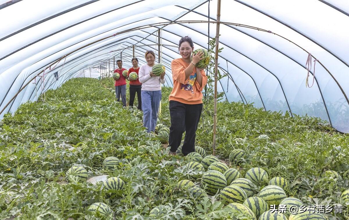 香瓜种植技术与管理_种植香瓜管理技术视频_种植香瓜要什么技术