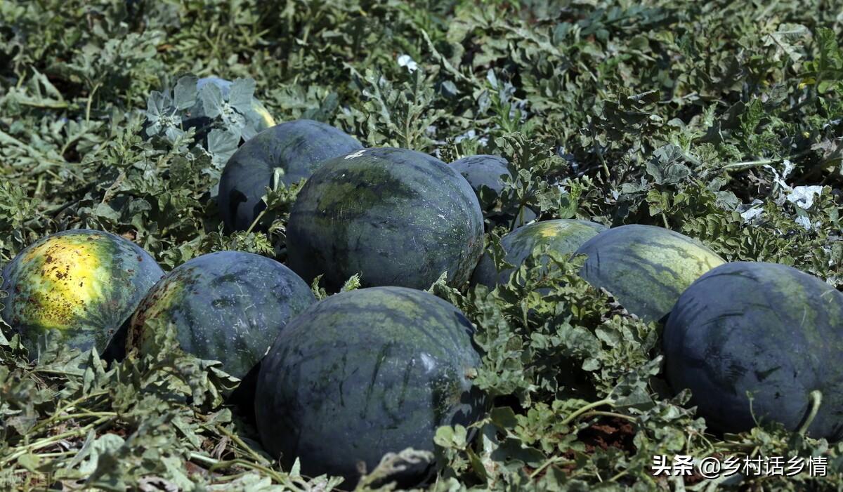 种植香瓜管理技术视频_种植香瓜要什么技术_香瓜种植技术与管理