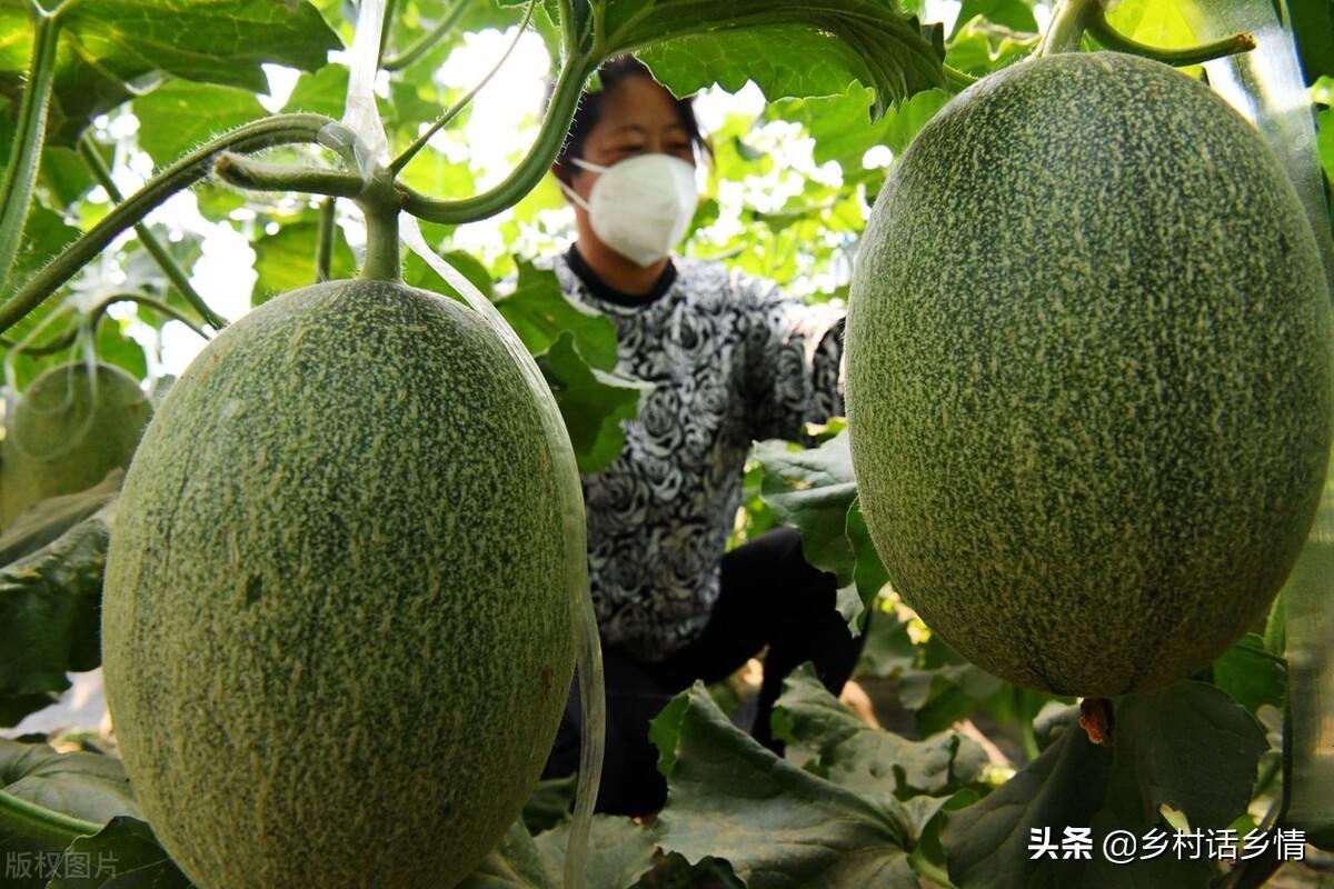 种植香瓜管理技术视频_种植香瓜要什么技术_香瓜种植技术与管理