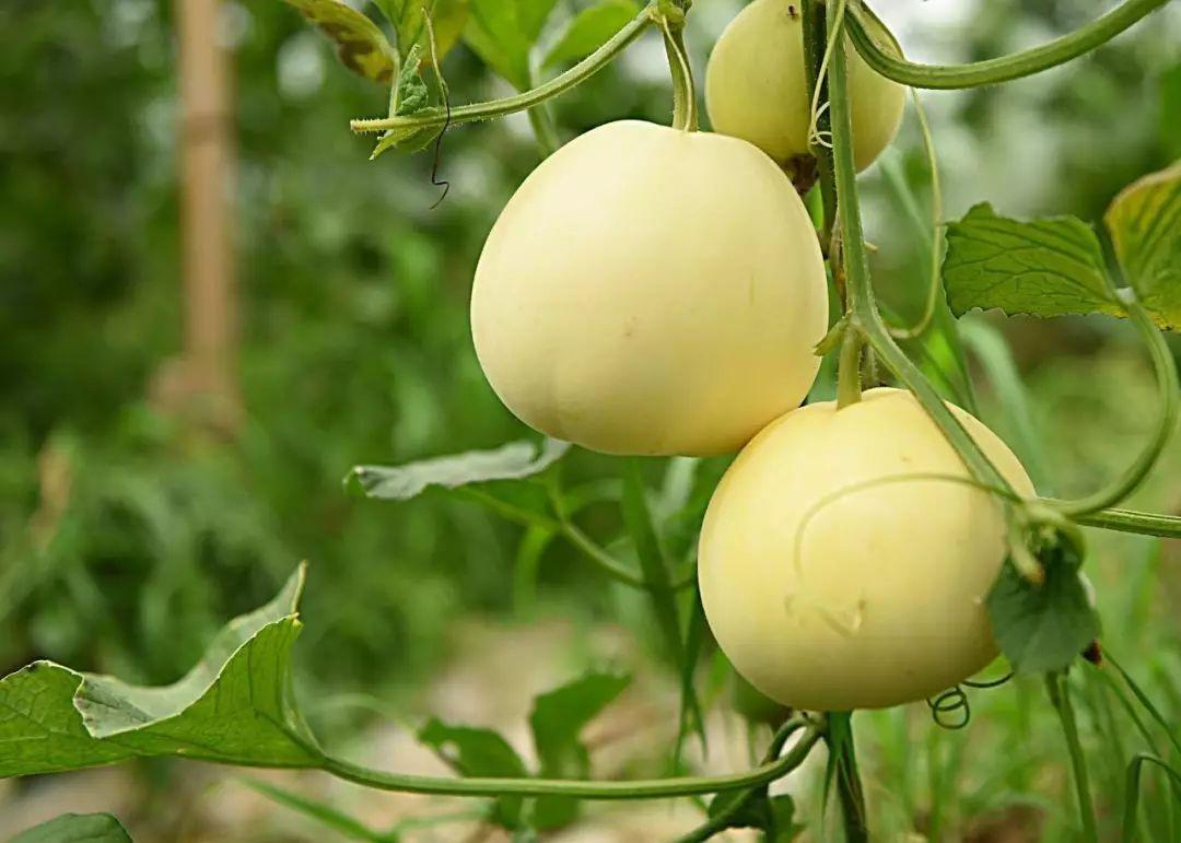 种植香瓜管理技术视频_种植香瓜要什么技术_香瓜种植技术与管理