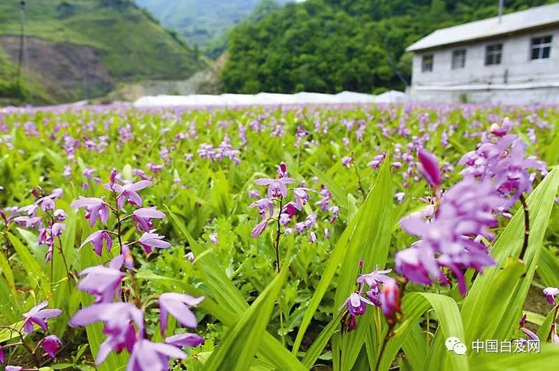 白芨种植条件和方法_白芨种植技术致富_致富种植技术白芨图片