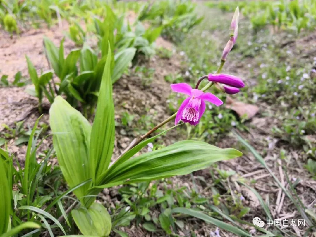 致富种植技术白芨图片_白芨种植条件和方法_白芨种植技术致富