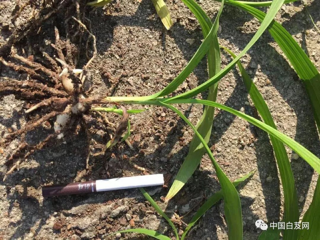 致富种植技术白芨图片_白芨种植技术致富_白芨种植条件和方法