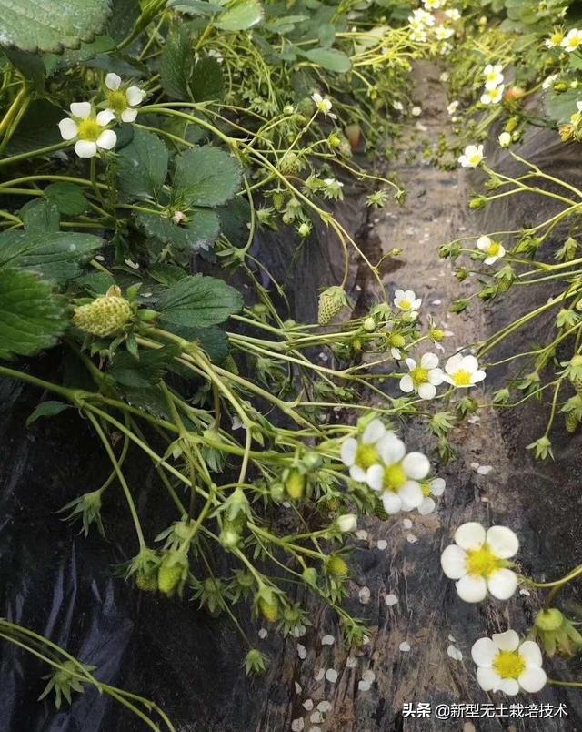 教程种植草莓技术要点_教程种植草莓技术视频_草莓种植技术教程