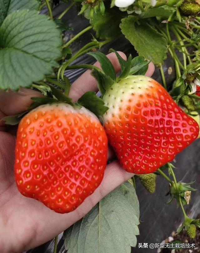 草莓种植技术教程_教程种植草莓技术视频_教程种植草莓技术要点